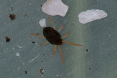 Halotydeus destructor