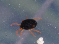 Halotydeus destructor