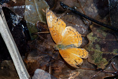 Phalanta eurytis eurytis