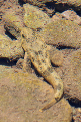 Cottus bairdii