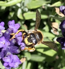 Trachusa laeviventris