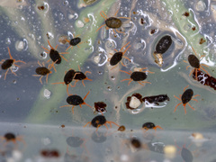 Halotydeus destructor