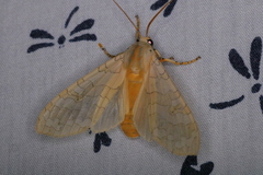 Halysidota tessellaris