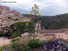 Thapsia garganica