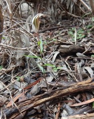 Pterostylis dolichochila