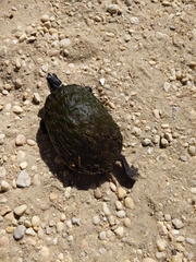 Pseudemys rubriventris