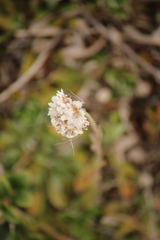 Antennaria dioica