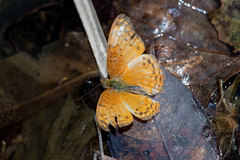 Phalanta eurytis eurytis