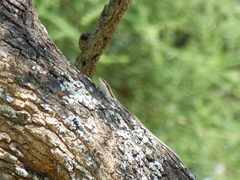 Trachylepis planifrons