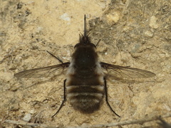 Dischistus
