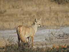Vulpes bengalensis
