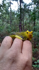 Cardellina pusilla