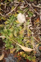Antennaria dioica