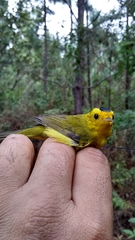 Cardellina pusilla