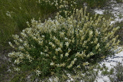 Astragalus albicaulis