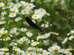 Atrocalopteryx atrata