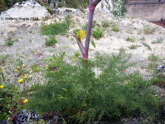 Thapsia garganica