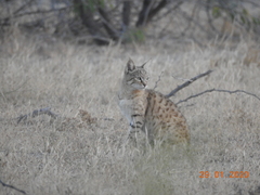 Felis lybica ornata