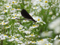 Atrocalopteryx atrata