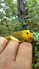 Cardellina pusilla