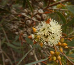 Eucalyptus diversifolia