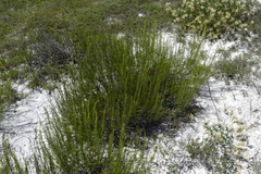 Artemisia salsoloides