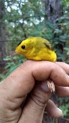 Cardellina pusilla