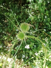 Dipsacus comosus