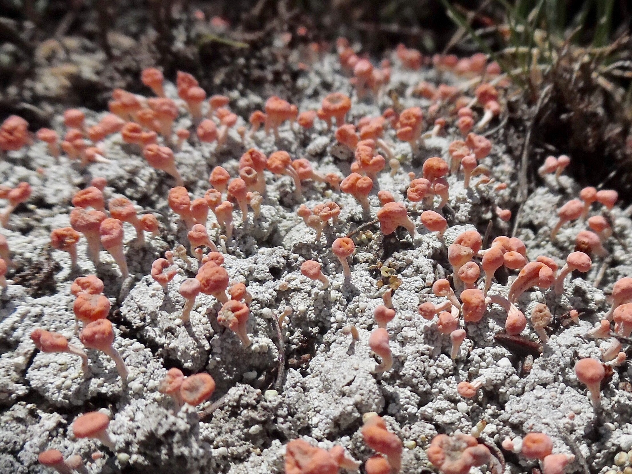 Dibaeis baeomyces image