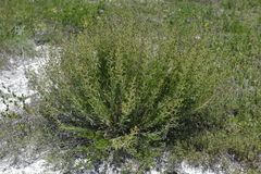 Scrophularia cretacea