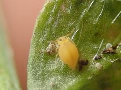 Deuterosminthurus pallipes