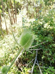 Dipsacus comosus