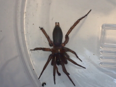 Scotophaeus blackwalli