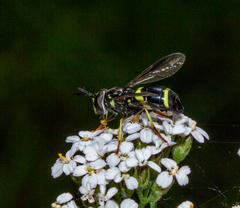 Chrysotoxum bicinctum