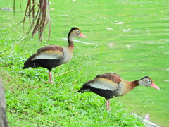 Dendrocygna autumnalis