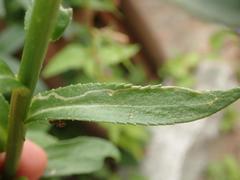 Phytomyza leucanthemi