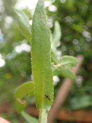 Phytomyza leucanthemi