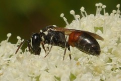 Hylaeus variegatus