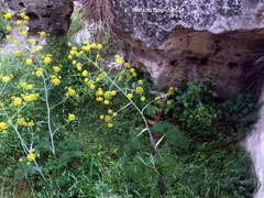 Thapsia garganica