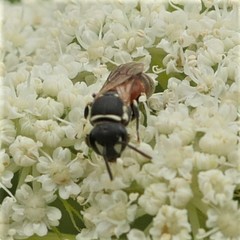 Hylaeus variegatus