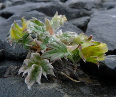 Potentilla pulchella