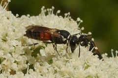 Hylaeus variegatus
