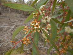 Eucalyptus gracilis