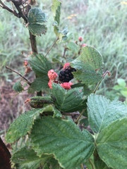 Rubus serissimus