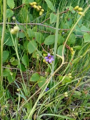 Sisyrinchium septentrionale