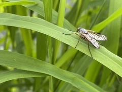 Rhagio vitripennis