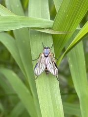 Rhagio vitripennis