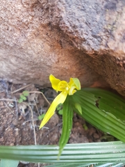 Empodium namaquensis