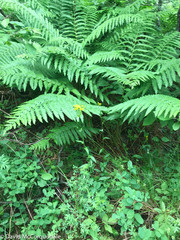 Packera schweinitziana