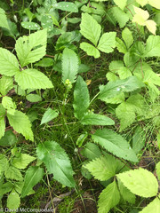 Packera schweinitziana